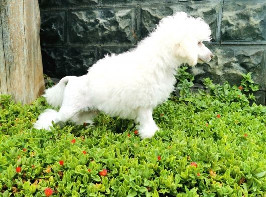 Beyaz Toy Poodle Bebekler görsel