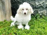 Beyaz Toy Poodle Bebekler