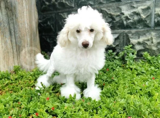 Beyaz Toy Poodle Bebekler