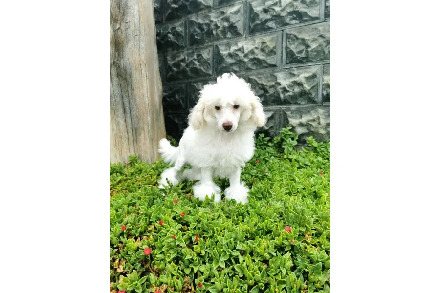 Beyaz Toy Poodle Bebekler