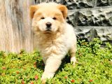 Chow Chow Bebeğimiz