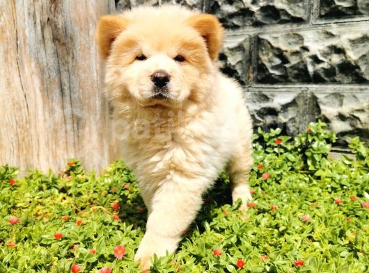 Chow Chow Bebeğimiz görsel