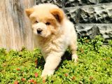 Chow Chow Bebeğimiz