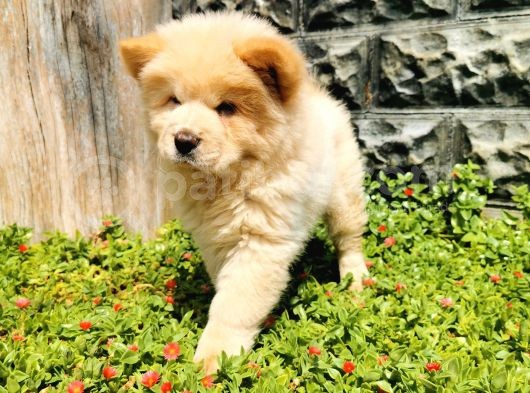 Chow Chow Bebeğimiz görsel