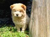 Chow Chow Bebeğimiz