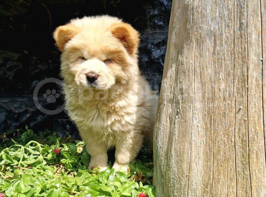 Chow Chow Bebeğimiz görsel