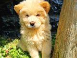 Chow Chow Bebeğimiz