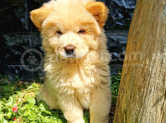 Chow Chow Bebeğimiz görsel