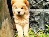 Chow Chow Bebeğimiz