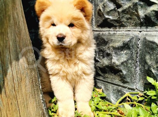 Chow Chow Bebeğimiz görsel