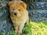 Chow Chow Bebeğimiz