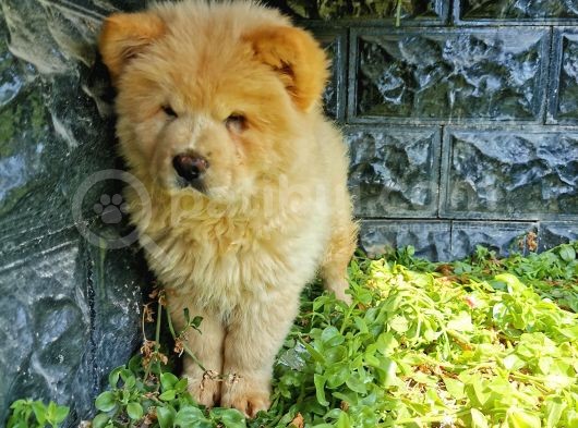 Chow Chow Bebeğimiz görsel