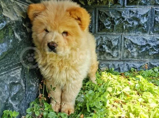 Chow Chow Bebeğimiz