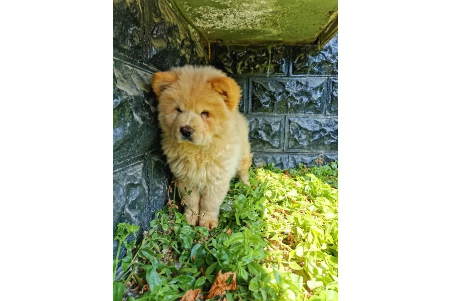 Chow Chow Bebeğimiz