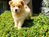 Chow Chow Bebeğimiz