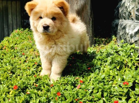 Chow Chow Bebeğimiz görsel