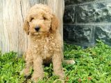 Minyatür Poodle