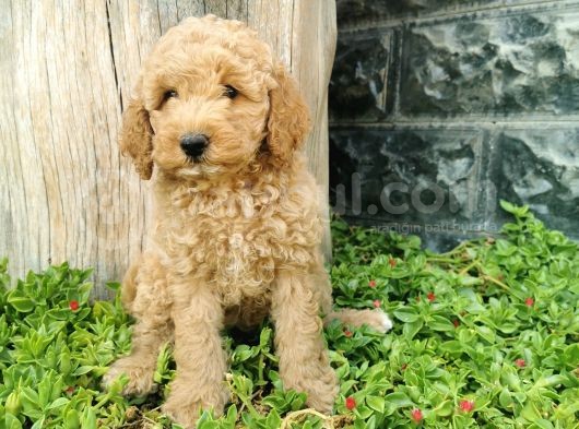 Minyatür Poodle görsel