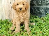 Minyatür Poodle