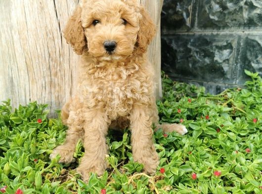 Minyatür Poodle görsel