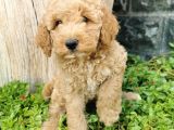 Minyatür Poodle