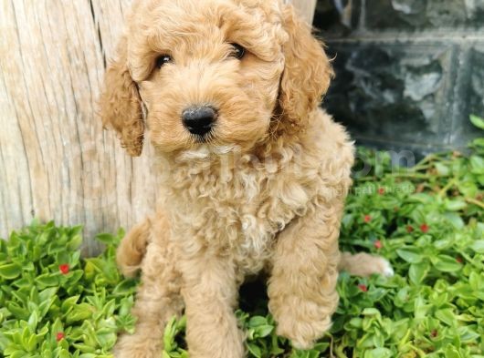 Minyatür Poodle görsel