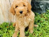 Minyatür Poodle