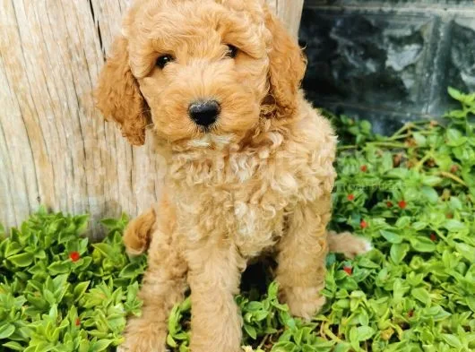 Minyatür Poodle