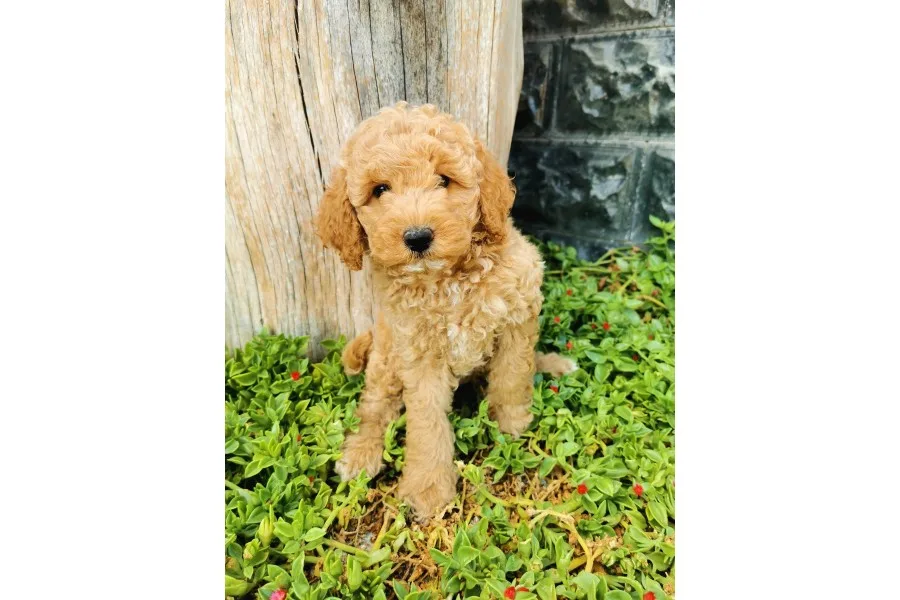 Minyatür Poodle