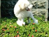 Beyaz Toy Poodle Bebekler