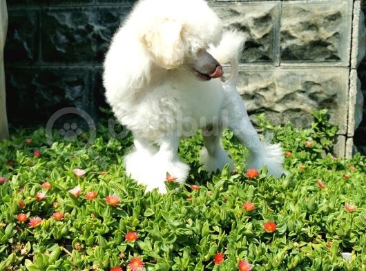 Beyaz Toy Poodle Bebekler görsel