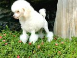 Beyaz Toy Poodle Bebekler