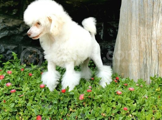 Beyaz Toy Poodle Bebekler görsel