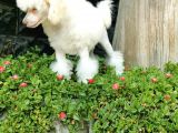 Beyaz Toy Poodle Bebekler