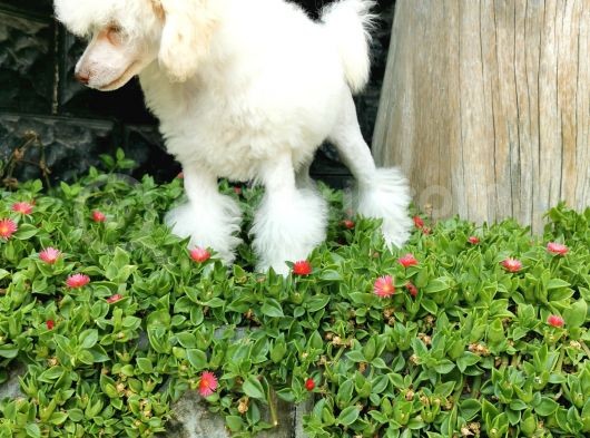 Beyaz Toy Poodle Bebekler görsel