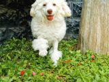 Beyaz Toy Poodle Bebekler