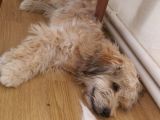 Terrier