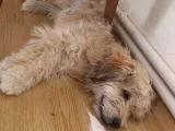 Terrier