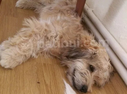 Terrier