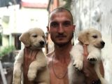 Golden Köpek Yavrusu