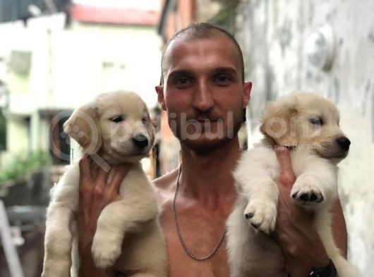 Golden Köpek Yavrusu görsel
