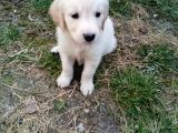 Golden Köpek Yavrusu