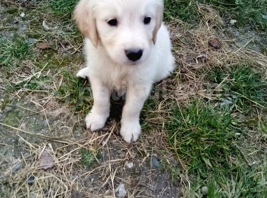 Golden Köpek Yavrusu görsel