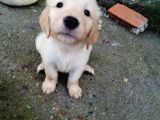 Golden Köpek Yavrusu