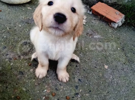 Golden Köpek Yavrusu görsel