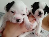 French Bulldog Yavrular 