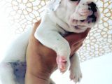 French Bulldog Yavrular 