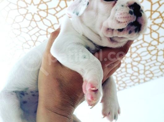 French Bulldog Yavrular  görsel