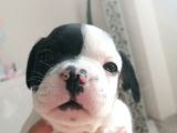 French Bulldog Yavrular 