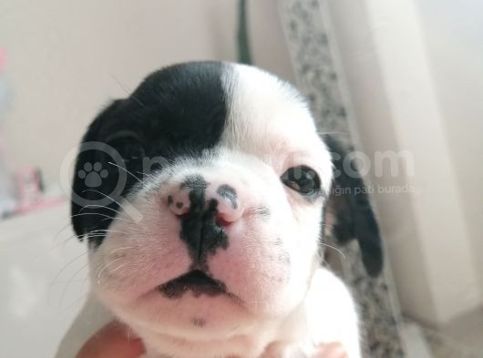 French Bulldog Yavrular  görsel